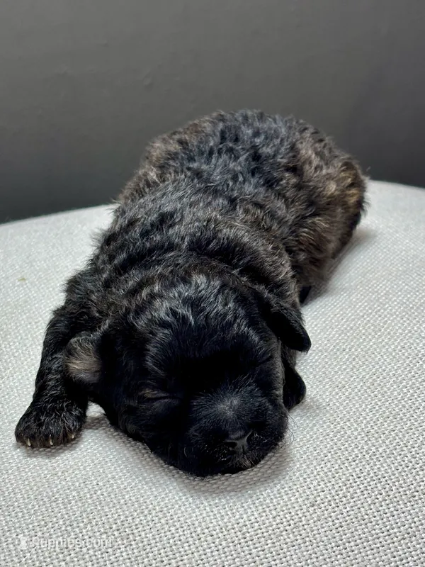 Ina – Shihpoo puppy for sale in Bonaparte, IA