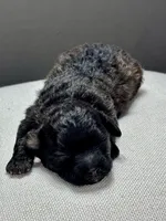 Ina, a female Shihpoo for sale in Bonaparte, IA – 1 of 6