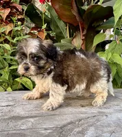 orval, a male Shihpoo for sale in Bonaparte, IA – 1 of 10