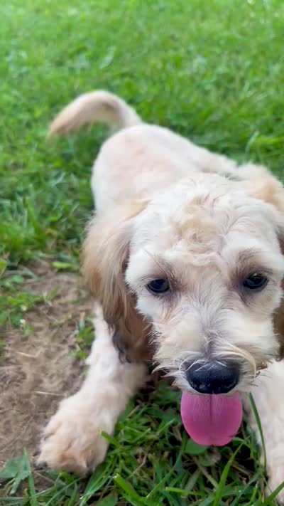 Zeke, a male Shihpoo for sale in Bonaparte, IA – 9 of 9