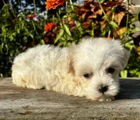Penny, a female Maltipoo for sale in Bonaparte, IA – 9 of 10