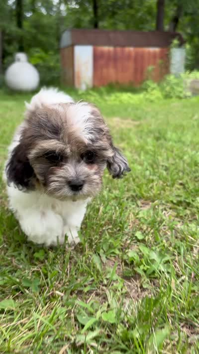 Freddie, a male Shihpoo for sale in Bonaparte, IA – 5 of 10