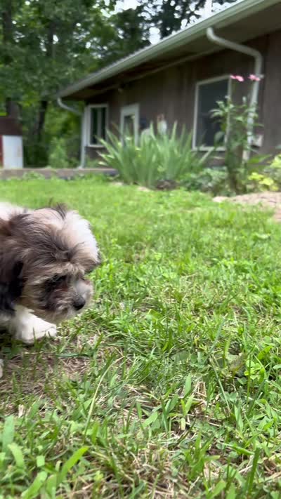 Freddie, a male Shihpoo for sale in Bonaparte, IA – 8 of 10