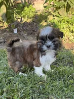 Grace, a female Shih Tzu for sale in Bonaparte, IA – 5 of 10