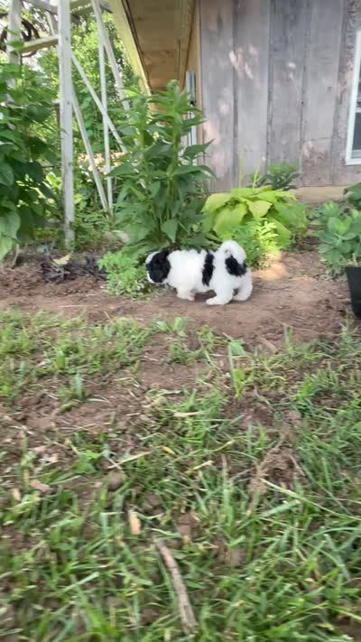 Elroy, a male Shihpoo for sale in Bonaparte, IA – 9 of 10