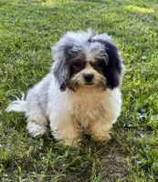 Jan, a female Shihpoo for sale in Bonaparte, IA – 5 of 9