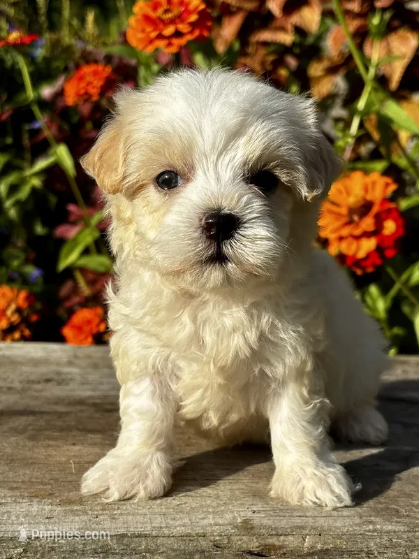 Penny – Maltipoo puppy for sale in Bonaparte, IA