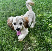 Zeke, a male Shihpoo for sale in Bonaparte, IA – 7 of 9