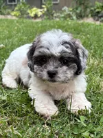 Enga, a female Shihpoo for sale in Bonaparte, IA – 2 of 10