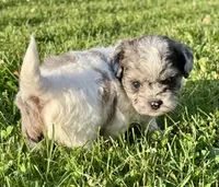 Enga, a female Shihpoo for sale in Bonaparte, IA – 7 of 7