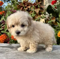 Paul, a male Maltipoo for sale in Bonaparte, IA – 3 of 10