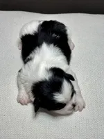Herb, a male Shichon for sale in Bonaparte, IA – 3 of 7
