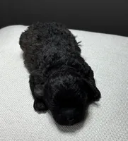 Ina, a female Shihpoo for sale in Bonaparte, IA – 3 of 6