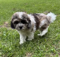 Freddie, a male Shihpoo for sale in Bonaparte, IA – 10 of 10
