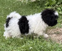 Elroy, a male Shihpoo for sale in Bonaparte, IA – 7 of 10