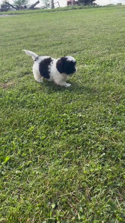 Elroy, a male Shihpoo for sale in Bonaparte, IA – 8 of 10