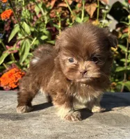 Ned, a male Shih Tzu for sale in Bonaparte, IA – 2 of 10