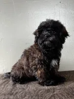 Tom, a male Shihpoo for sale in Bonaparte, IA – Photo 3 of 7