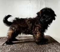 Tom, a male Shihpoo for sale in Bonaparte, IA – Photo 6 of 7