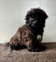 Tom, a male Shihpoo for sale in Bonaparte, IA – Photo 5 of 7