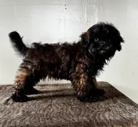 Tom, a male Shihpoo for sale in Bonaparte, IA – Photo 7 of 7