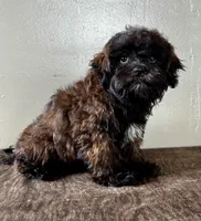 Tom, a male Shihpoo for sale in Bonaparte, IA – Photo 4 of 7