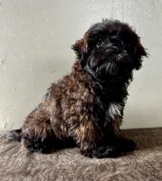 Tom, a male Shihpoo for sale in Bonaparte, IA – Photo 1 of 7