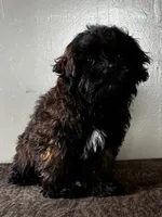 Tom, a male Shihpoo for sale in Bonaparte, IA – Photo 2 of 7