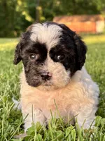 Elroy, a male Shihpoo for sale in Bonaparte, IA – 1 of 7