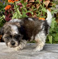 orval, a male Shihpoo for sale in Bonaparte, IA – 10 of 10