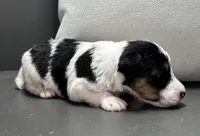 Ajax, a male Wire Fox Terrier for sale in Bonaparte, IA – Photo 6 of 6