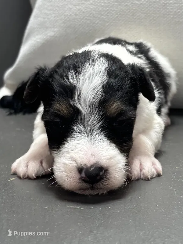 Ajax – Wire Fox Terrier puppy for sale in Bonaparte, IA