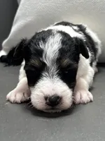 Ajax, a male Wire Fox Terrier for sale in Bonaparte, IA – Photo 1 of 6