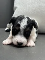 Ajax, a male Wire Fox Terrier for sale in Bonaparte, IA – Photo 2 of 6