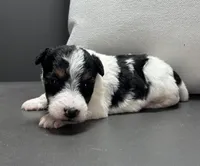 Ajax, a male Wire Fox Terrier for sale in Bonaparte, IA – Photo 4 of 6