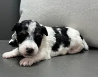 Ajax, a male Wire Fox Terrier for sale in Bonaparte, IA – Photo 5 of 6