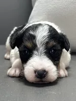 Ajax, a male Wire Fox Terrier for sale in Bonaparte, IA – Photo 3 of 6