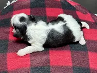 Hanna, a male Shichon for sale in Bonaparte, IA – 6 of 7