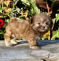 Nancy, a female Shih Tzu for sale in Bonaparte, IA – 5 of 10