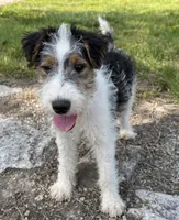 Ava, a female Wire Fox Terrier for sale in Bonaparte, IA – 2 of 9