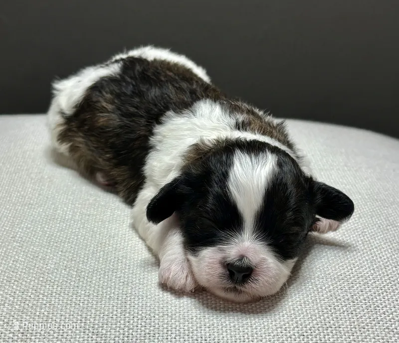 Ivy – Shihpoo puppy for sale in Bonaparte, IA