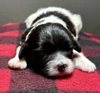 Hilda, a male Shichon for sale in Bonaparte, IA – 5 of 7