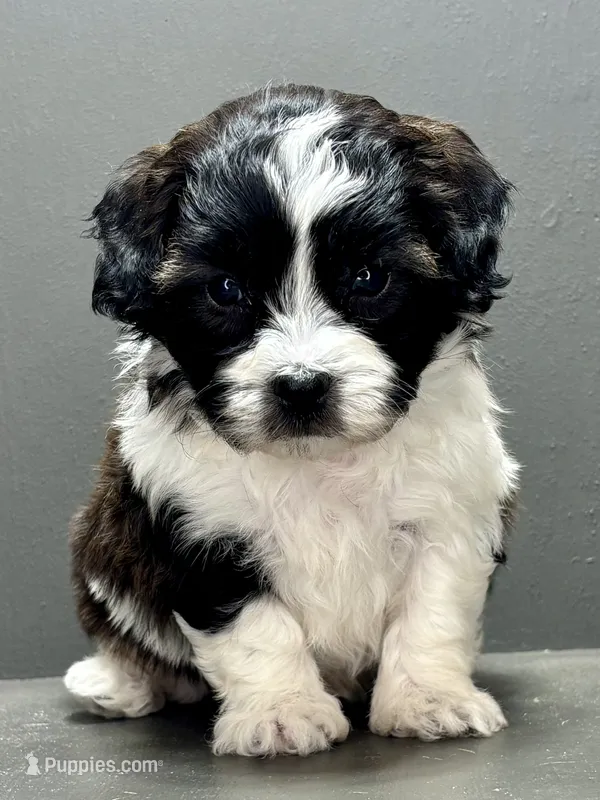 Frankie – Shihpoo puppy for sale in Bonaparte, IA