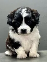Frankie, a male Shihpoo for sale in Bonaparte, IA – 1 of 10