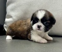 Gabe, a male Shih Tzu for sale in Bonaparte, IA – 5 of 8