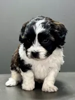 Frankie, a male Shihpoo for sale in Bonaparte, IA – 6 of 10