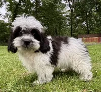 Cam, a male Shihpoo for sale in Bonaparte, IA – 9 of 10