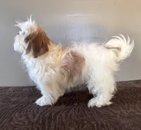 Peyton, a female Shih Tzu for sale in Bonaparte, IA – Photo 2 of 8