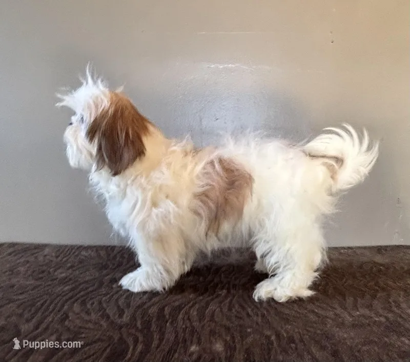 Peyton – Shih Tzu puppy for sale in Bonaparte, IA