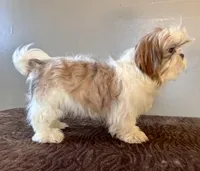 Peyton, a female Shih Tzu for sale in Bonaparte, IA – Photo 4 of 8